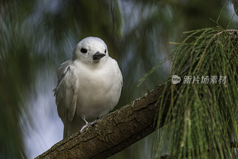 白燕鸥(Gygis alba)是一种小型海鸟，发现横跨热带海洋的世界。这个物种的其他名字包括天使燕鸥和白Noddy。Papahānaumokuākea海洋国家纪念碑，中途岛，中途岛环礁，夏威夷群岛